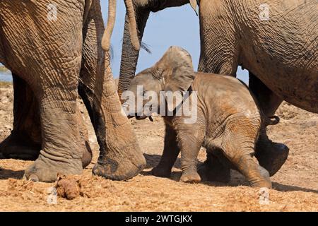 Un simpatico baby elefante africano (Loxodonta africana), Addo Elephant National Park, Sud Africa Foto Stock