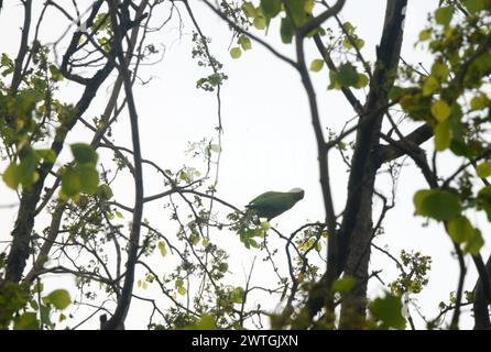 Silguri, Bengala Occidentale, INDIA. 18 marzo 2024. Un pappagallo si trova in un ramo d'albero a Siliguri (Credit Image: © Diptendu Dutta/ZUMA Press Wire) SOLO PER USO EDITORIALE! Non per USO commerciale! Foto Stock