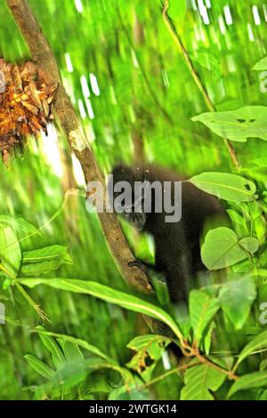 Un macaco crestato (Macaca nigra) si arrampica lungo un vitigno liana fruttato nella foresta di Tangkoko, Sulawesi settentrionale, Indonesia. Un rapporto di un team di scienziati guidati da Marine Joly, basato su una ricerca condotta dal 2012 al 2020, ha rivelato che la temperatura aumenta fino a 0,2 gradi Celsius all'anno nella foresta di Tangkoko, e anche l'abbondanza complessiva di frutta è diminuita. "Gran parte della percezione pubblica degli effetti della crisi climatica è legata a scenari calcolati per il 2050 e oltre. Eppure gli effetti della crisi climatica sono attuali e possono manifestarsi non solo nel corso della nostra vita... Foto Stock