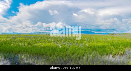 Camas Prairie Centennial Marsh Idaho, Stati Uniti Foto Stock