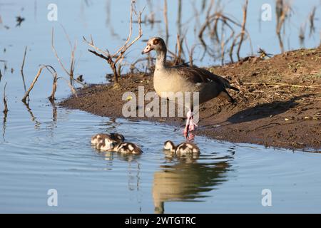 L'oca egiziana (Alopochen aegyptiaca) è un membro africano della famiglia degli Anatidi che comprende anatre, oche e cigni. Questa foto è stata scattata a Kruger Na Foto Stock