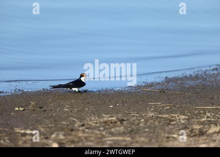 La rondine dalla coda di filo (Hirundo smithii) è un piccolo uccello passerino della famiglia delle rondine. Questa foto è stata scattata nel Kruger National Park, in Sudafrica. Foto Stock