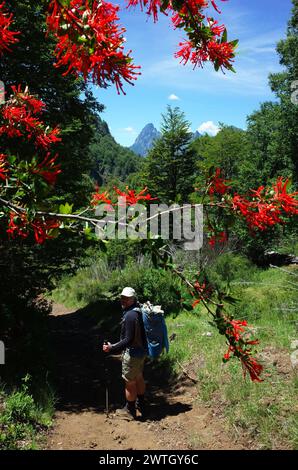 Trekking in Sud America, uomo con zaino lungo il percorso escursionistico nella foresta con lussureggianti fiori rossi in primo piano e montagne sullo sfondo l'ultimo giorno di Foto Stock