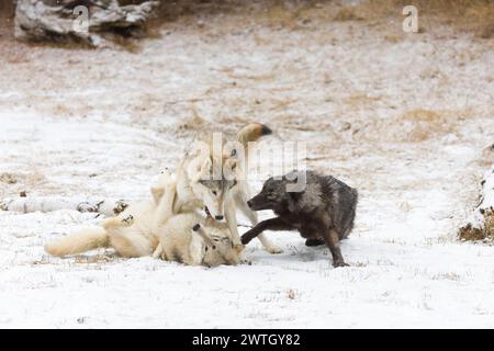 Lupo grigio Canis lupus, 3 adulti che giocano sulla neve, Montana, Stati Uniti, marzo Foto Stock