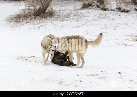 Lupo grigio Canis lupus, 3 adulti che giocano sulla neve, Montana, Stati Uniti, marzo Foto Stock