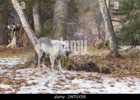 Lupo grigio Canis lupus, adulto in piedi a Forest Edge, Montana, Stati Uniti, marzo Foto Stock