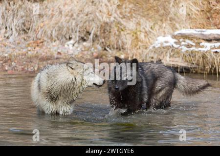 Lupo grigio Canis lupus, 2 adulti in piedi nel fiume, Montana, Stati Uniti, marzo Foto Stock