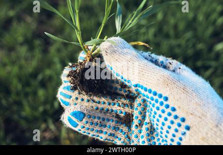 Agricoltore che esamina lo sviluppo della piantagione di grano in campo, primo piano della tenuta manuale di piccole piante, messa a fuoco selettiva Foto Stock
