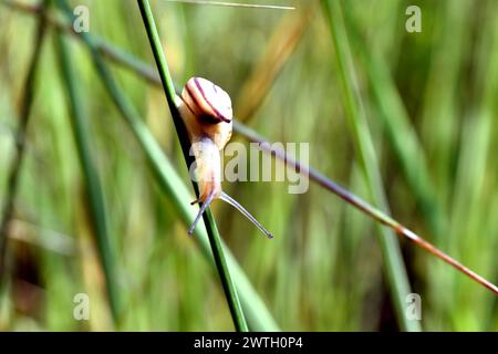 Una lumaca d'uva scorre attraverso l'erba, vista laterale. Foto Stock