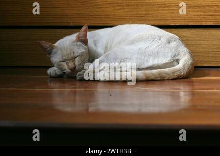 Il gatto bianco dorme sulle scale con la luce del sole Foto Stock