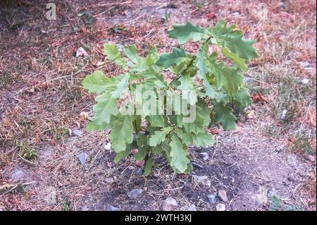 Quercus robur giovane pianta. Quercia inglese, quercia estiva o quercia comune. Pianta giovane. Foto Stock