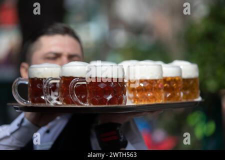 AUSTRIA; VIENNA; 20240315; camerieri portano tableaus con birra ceca Budweiser attraverso la birreria all'aperto del famoso ristorante Schweizerhaus (Swisshouse) nel parco divertimenti Prater di Vienna il 15 marzo 2024. Il ristorante Schweizerhaus è noto per la sua birra di maiale e Budweiser durante la stagione di apertura. - 20240315 PD17001 credito: APA-PictureDesk/Alamy Live News Foto Stock