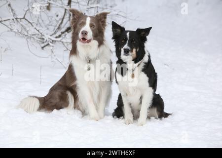 Due collettori di confine seduti sulla neve Foto Stock