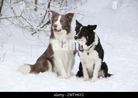 Due collettori di confine seduti sulla neve Foto Stock