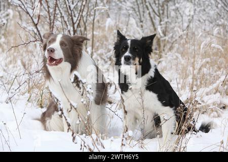 Due collettori di confine seduti sulla neve Foto Stock
