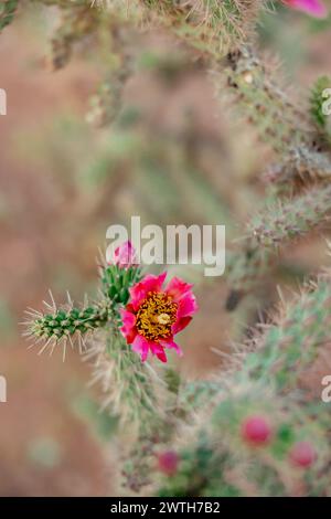 un cactus a forma di cuore a forma di cactus che emette una luce solare intensa Foto Stock