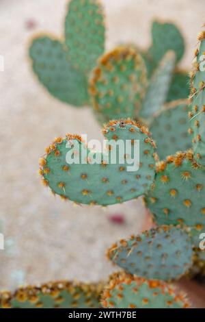 un cactus a forma di cuore a forma di cactus che emette una luce solare intensa Foto Stock