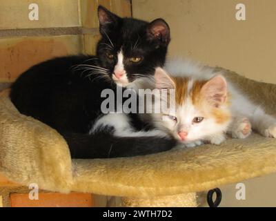 I due adorabili gattini si rilassano su una sedia Foto Stock