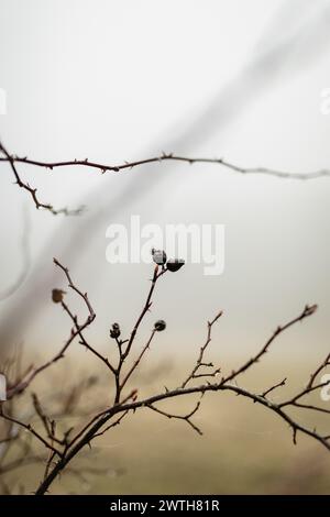 Vecchi rami secchi di rose e fianchi in inverno Foto Stock