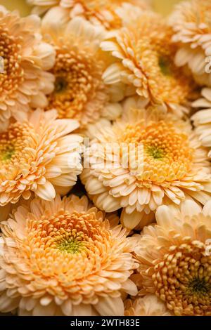 Cornice completa di densa margherite gerbera dalle tonalità calde Foto Stock