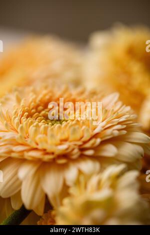 Delicata messa a fuoco su una gerbera di pesca con petali cremosi Foto Stock