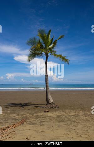 Palma solitaria sulla spiaggia nel Parco Nazionale Marino Ballena Foto Stock
