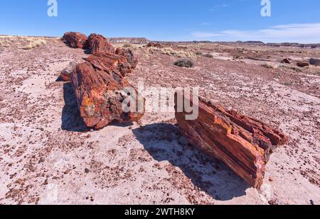 Giganteschi tronchi nella Foresta pietrificata, Arizona Foto Stock