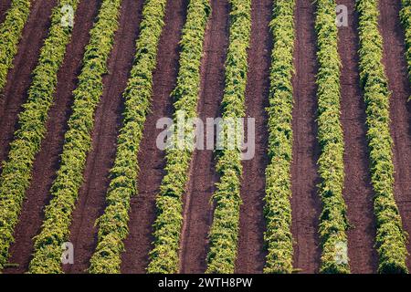 Filari di vigneti in Alhambra Foto Stock