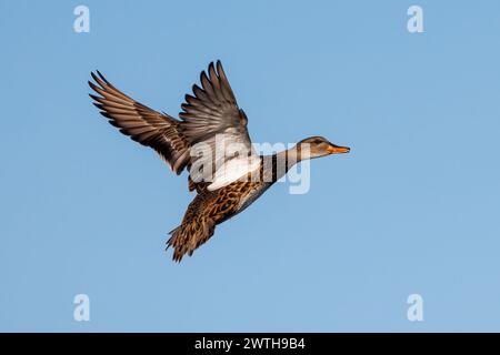 Un primo piano di un'anatra a metà volo nel cielo blu Foto Stock