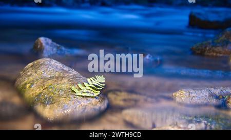 Lunga esposizione di un fiume, pietre con foglie di felce in primo piano. Foresta sullo sfondo. Natura pittoresca Foto Stock