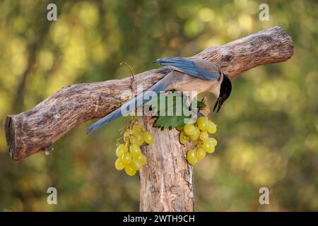 Un primo piano di un magpie iberico (Cyanopica cooki) che picca uva Foto Stock