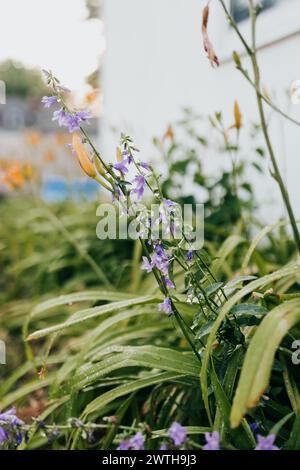 Fiori viola e gigli arancioni ricoperti di goccioline d'acqua Foto Stock