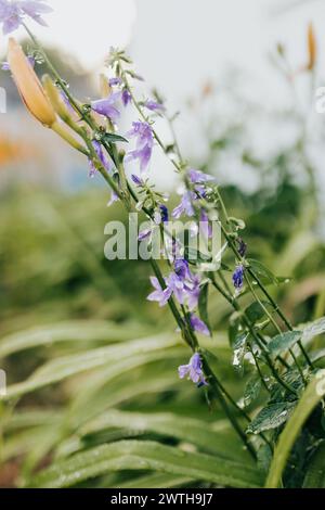 Fiori viola e gigli arancioni ricoperti di goccioline d'acqua Foto Stock