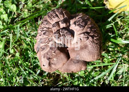 Sarcodon squamosus o Hydnum squamosum è un fungo commestibile quando è giovane. Questa foto è stata scattata a Picos de Urbion, al confine tra Soria, Burgos e la R. Foto Stock