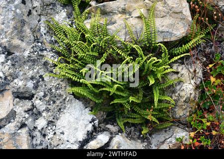 Il Maidenhair spleenwort (Asplenium trichomanes) è una felce cosmopolita. Questa foto è stata scattata nella provincia di Burgos, Castilla y Leon, Spagna. Foto Stock