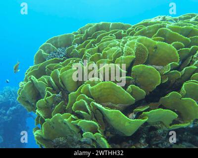 Grüne Salatkoralle, Tauchplatz Ras Mohammed Shark e Jolanda Reef, Rotes Meer, Ägypten Foto Stock