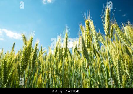 Orecchie verdi e gialle di triticale contro il cielo blu Foto Stock