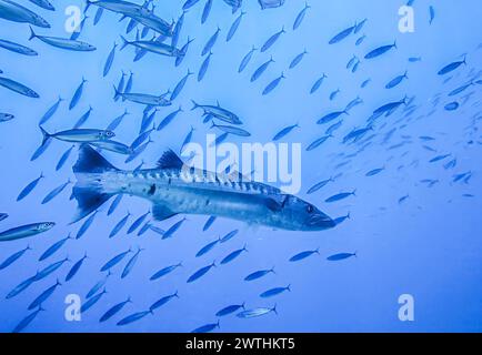 Großer Barrakuda (Sphyraena barracuda), Schwarm, Riff Umma Gammar, Rotes Meer, Ägypten Foto Stock
