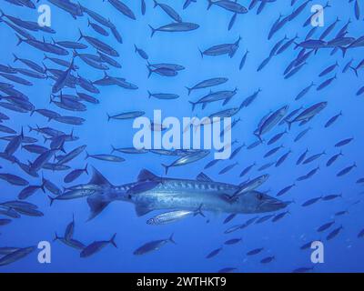 Großer Barrakuda (Sphyraena barracuda), Schwarm, Riff Umma Gammar, Rotes Meer, Ägypten Foto Stock