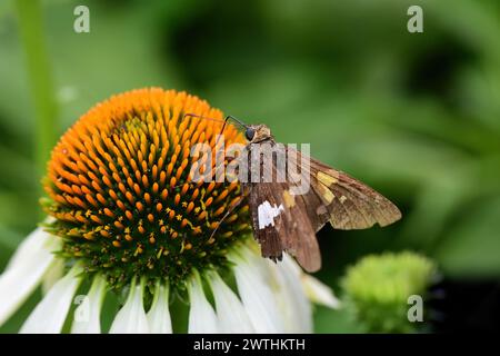 Uno scatto ravvicinato di uno skipper con macchie d'argento sul fiore a spirale "White Dawn" Foto Stock