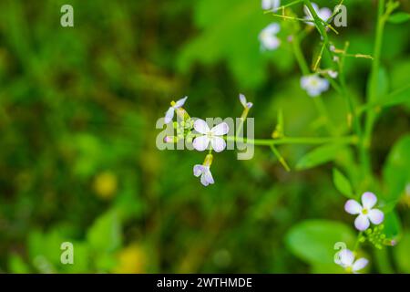 Arabidopsis thaliana, la cresta di thale, la cresta delle orecchie di topo, l'arabidopsis, il fiore della cresta di thale, fiore bianco, brassicaceae Foto Stock