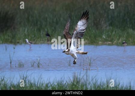 Osprey sulla sua migrazione verso nord a Albufera Marsh Mallorca. Foto Stock