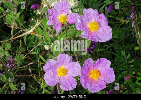 Fiori di rosa/rosa di roccia (Cistus villosus) (cretico?) Corfù, Grecia. Foto Stock