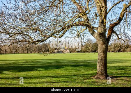 Un albero nel Marble Hill Park di Twikcenham, Surrey in primavera, di fronte a un campo erboso aperto Foto Stock