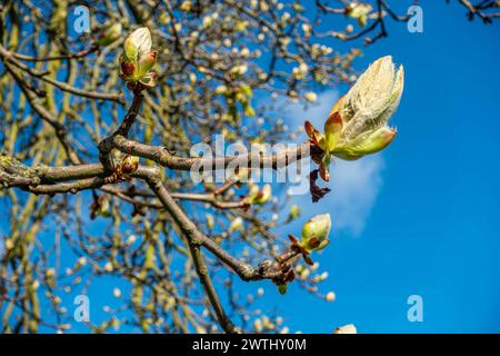 Vista ravvicinata dei boccioli di foglie su un albero che inizia a aprirsi all'inizio della primavera, visto contro un cielo blu. Foto Stock