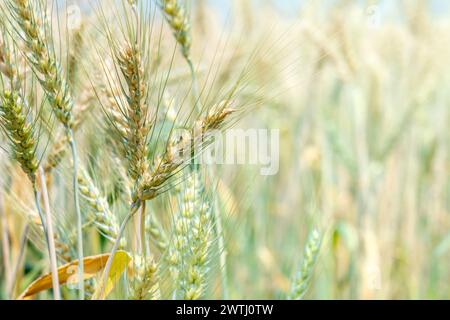 Primo piano di orzo coltivato nel campo dell'orzo Foto Stock