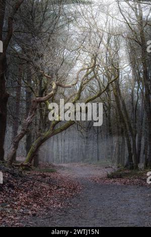 Quercia nebbiosa di mattina autunnale con rami tortuosi. Lungo il sentiero, una quercia muschiata con rami tortuosi in una foresta illuminata dal sole e immersa nella nebbia in autunno Foto Stock