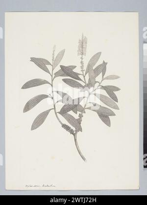 Melaleuca quinquenervia (Cavanilles) S.T. stampe Blake, incisioni in rame, incisioni in linea Foto Stock