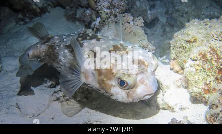 Gelbflecken-Igelfisch Cyclichthys spilostylus, Tauchplatz Shaab El Erg Dolphin House, Rotes Meer, Ägypten *** Hogfish maculato giallo Cyclichthys spilostylus , sito di immersione Shaab El Erg Dolphin House, Mar Rosso, Egitto Foto Stock