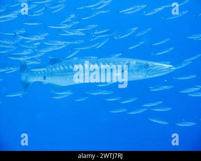 Großer Barrakuda Sphyraena barracuda, Schwarm, Riff Umma Gammar, Rotes Meer, Ägypten *** grande Barracuda Sphyraena barracuda , Shoal, Umma Gammar Reef, Mar Rosso, Egitto Foto Stock